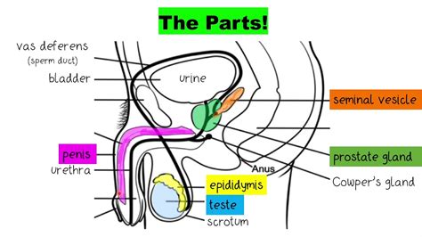 boys dick|Male Genitalia Pictures, Anatomy & Diagram .